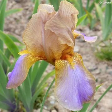 Iris Evolution - Schwertlilie