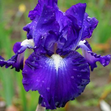 Iris Spot - Schwertlilie