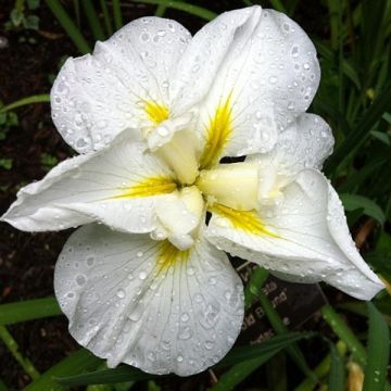 Iris ensata Gold Bound - Japanische Schwertlilie