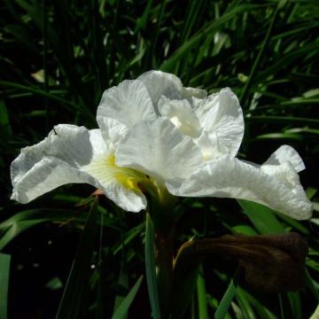 Iris sibirica Harpswell Happiness - Sibirische Schwertlilie