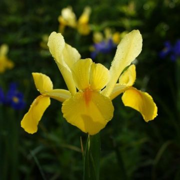 Iris hollandica Royal Yellow - Holländische Schwertlilie