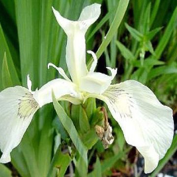 Iris pseudacorus Creme de la Creme - Gelbe Sumpf-Schwertlilie