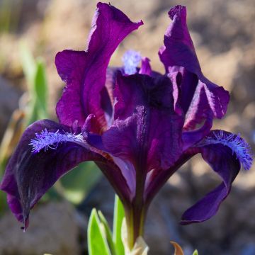 Iris pumila Jewel Baby - Kleine Schwertlilie