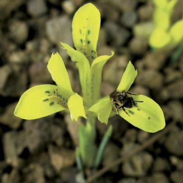 Iris reticulata danfordiae - Netzblatt-Schwertlilie