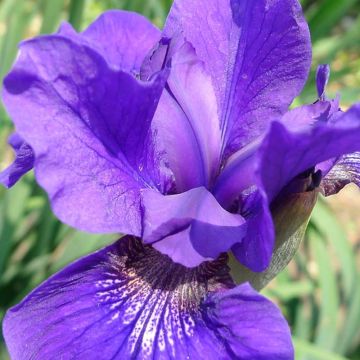 Iris sibirica Ruffled Velvet - Sibirische Schwertlilie