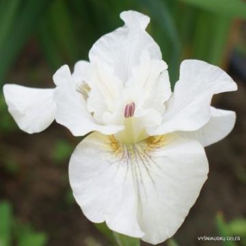 Iris sibirica Not Quite White - Sibirische Schwertlilie