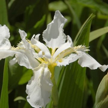 Iris sibirica Snow Queen - Sibirische Schwertlilie