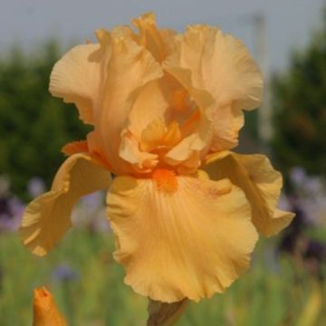 Iris Skyfire - Schwertlilie