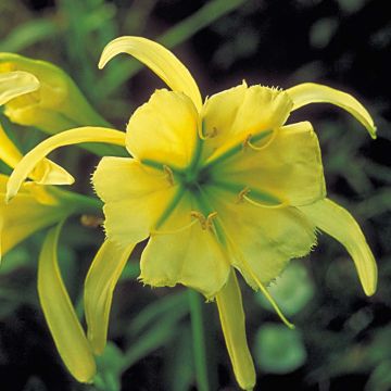 Hymenocallis festalis Sulphur Queen - Schönhäutchen