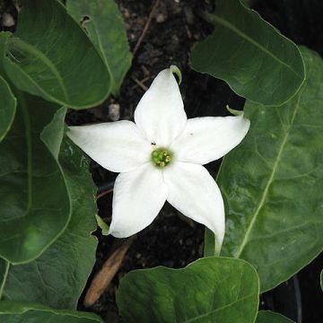 Jaborosa integrifolia