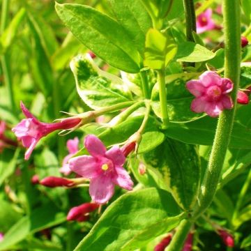 Jasminum beesianum - Rosa Jasmin