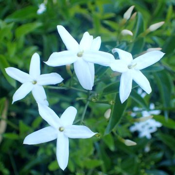 Jasminum azoricum - Azoren-Jasmin