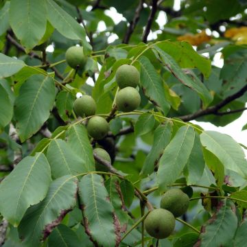 Walnuss Fernor - Juglans regia