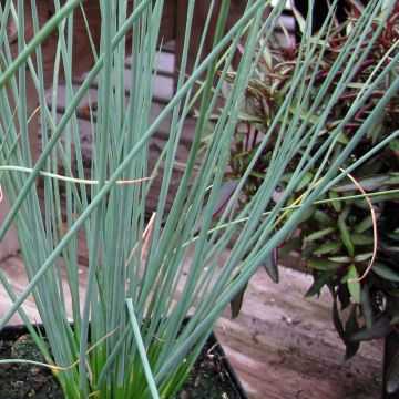 Juncus inflexus Blue Arrows - Blaugrüne Binse