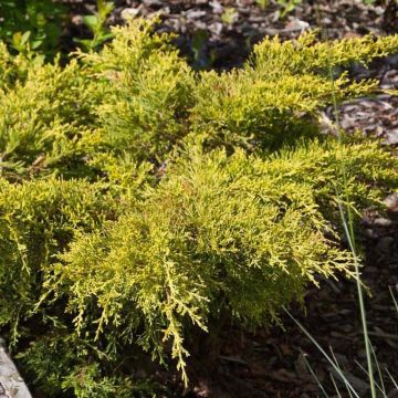 Juniperus pfitzeriana Goldkissen