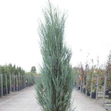 Juniperus scopulorum Blue Arrow