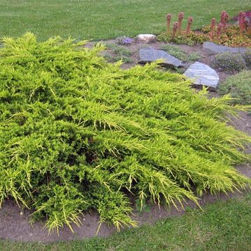 Juniperus media Pfitzeriana Aurea