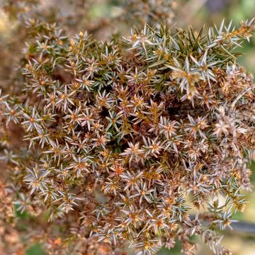 Juniperus communis Hibernica