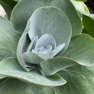 Kalanchoe thyrsiflora Bronze Sculpture - Wüstenkohl