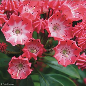 Kalmia latifolia Pinkobello - Laurier des montagnes rose vif 