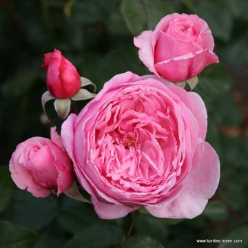 Rosa Parfuma Kiss me Kate - Kletterrose