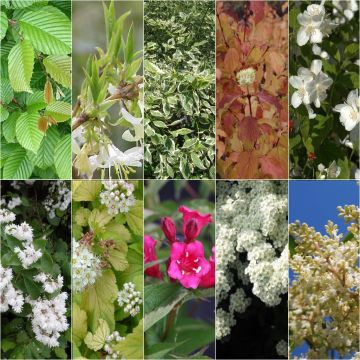 Blumenhecken-Set für lehmige Böden, ökologisch