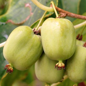 Actinidia arguta Kokuwa - Zwerg Kiwi