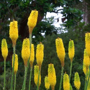 Kniphofia citrina - Gelbblühende Fackellilie