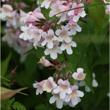 Kolkwitzia amabilis Pink Cloud - Scheinweigelie