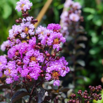 Chinesische Kräuselmyrte Black Diamond Lavender Lace - Lagerstroemia