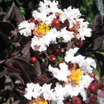 Chinesische Kräuselmyrte Black Solitaire Pure White - Lagerstroemia