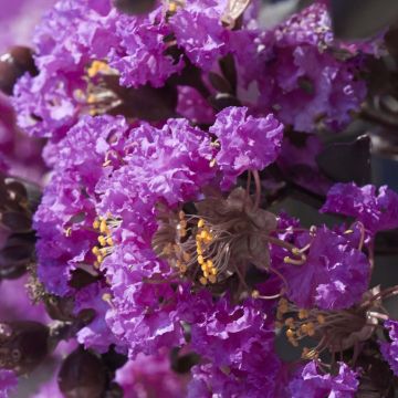 Chinesische Kräuselmyrte Black Solitaire Purely Purple - Lagerstroemia