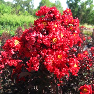 Chinesische Kräuselmyrte Black Solitaire Red Hot - Lagerstroemia