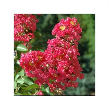 Chinesische Kräuselmyrte Rubra - Lagerstroemia