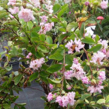 Chinesische Kräuselmyrte Summer Charm Hopi - Lagerstroemia