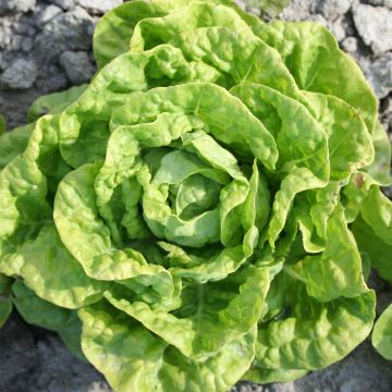 Kopfsalat de Pologne Bio - Ferme de Sainte Marthe