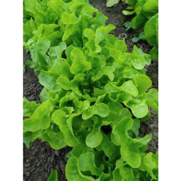 Schnittsalat Eichenblatt Blonde Graines Bocquet