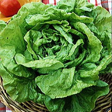 Kopfsalat Gotte à Graine Blanche Bio - Ferme de Sainte Marthe