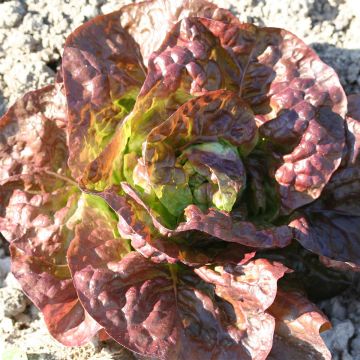 Kopfsalat Capuccio Bio - Ferme de Sainte Marthe