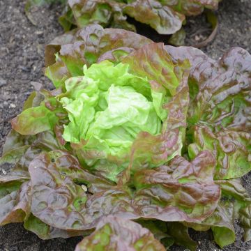 Kopfsalat Merveille des Quatre saisons Bio - Ferme de Sainte Marthe