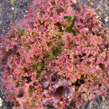 Schnittsalat Senorita Bio - Ferme de Sainte Marthe