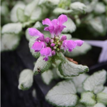 Lamium maculatum Red Nancy - Gefleckte Taubnessel