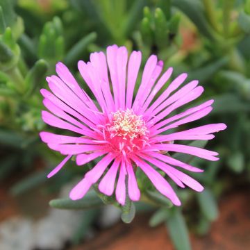 Lampranthus aurantiacus Fleurs roses - Mittagsblume