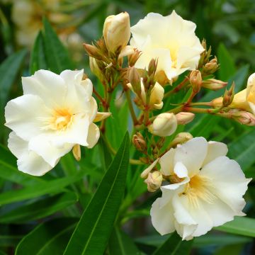 Oleander Luteum Plenum - Nerium