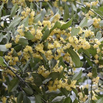 Echter Lorbeerstrauch - Laurus nobilis