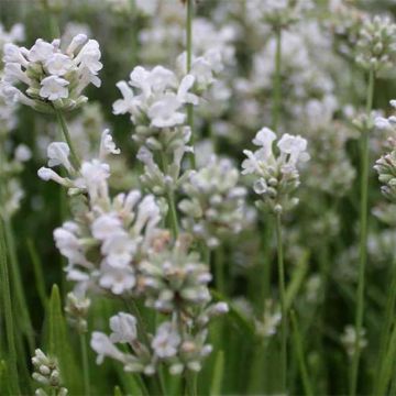 Lavandula angustifolia Arctic Snow - Echter Lavendel