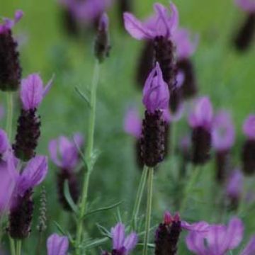 Lavandula stoechas - Schopf-Lavendel