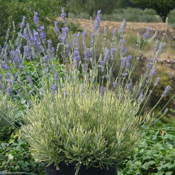 Lavandula intermedia Platinum Blonde - Provence-Lavendel