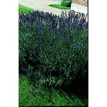 Echter Lavendel Bio - Lavandula vera - angustifolia