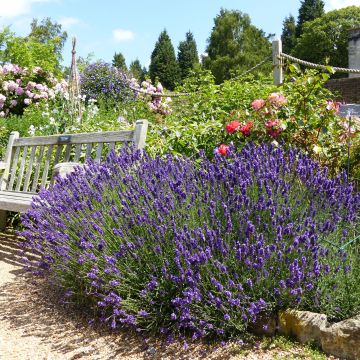 Lavandula angustifolia Hidcote - Echter Lavendel